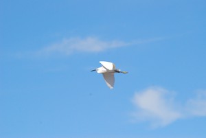 aigrette